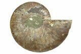 Cut & Polished Ammonite Fossil (Half) - Madagascar #347504-1